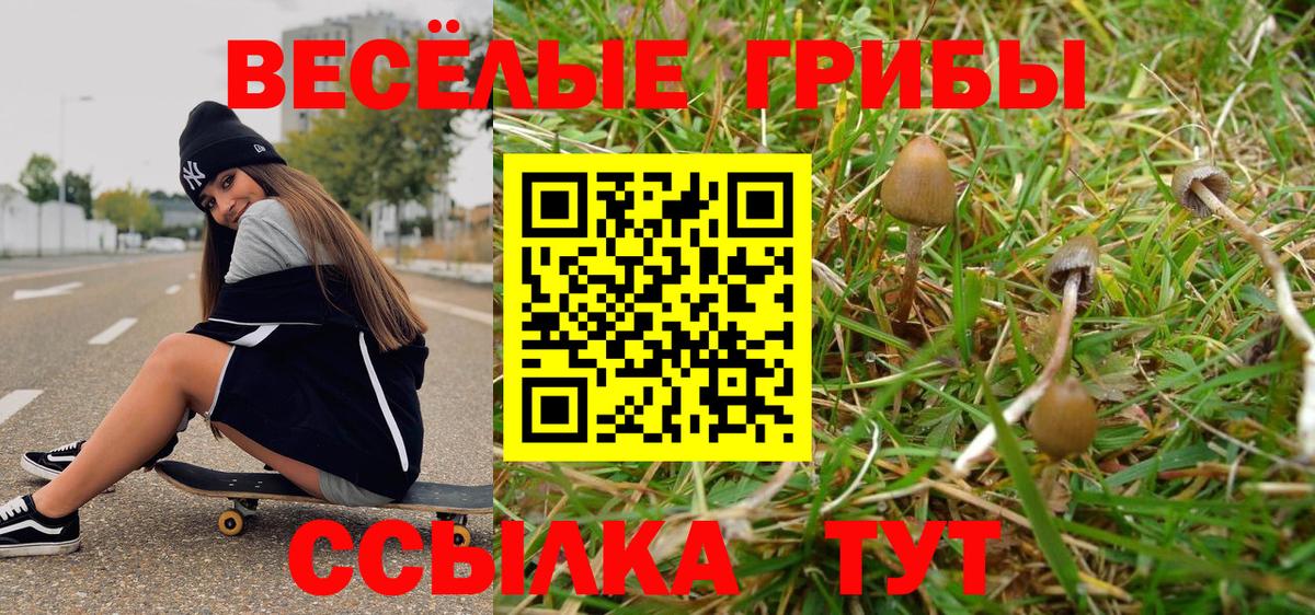 купить закладку  Вход с VPN  Гай  Псилоцибиновые грибы прущие грибы 