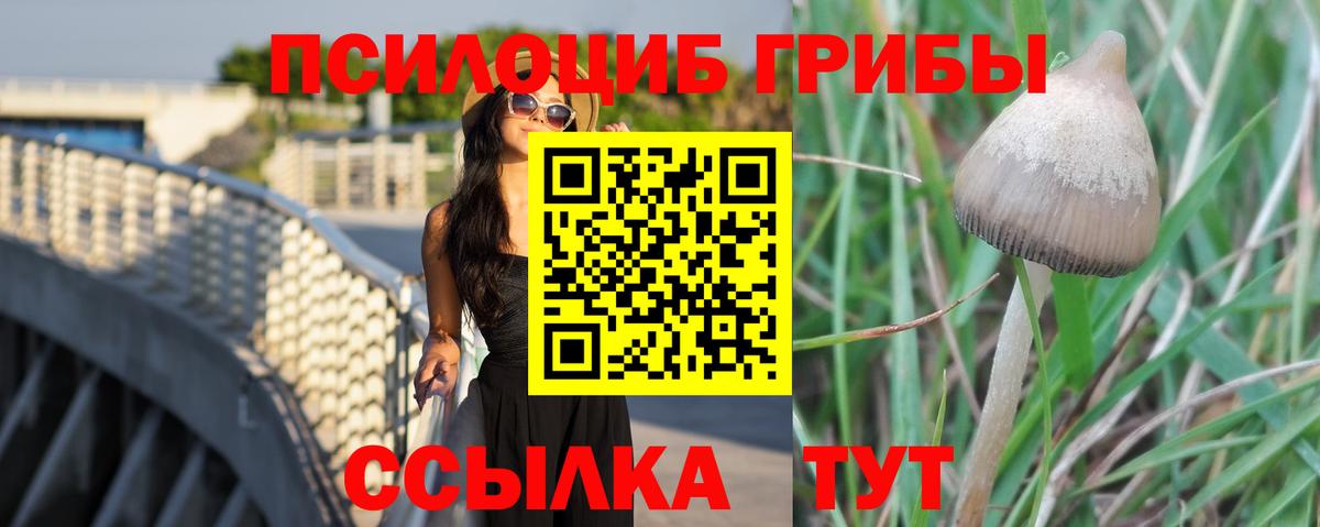 Псилоцибиновые грибы Psilocybine cubensis Гай